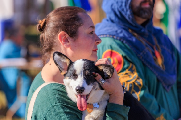 An adorable corgi enjoying afternoon court